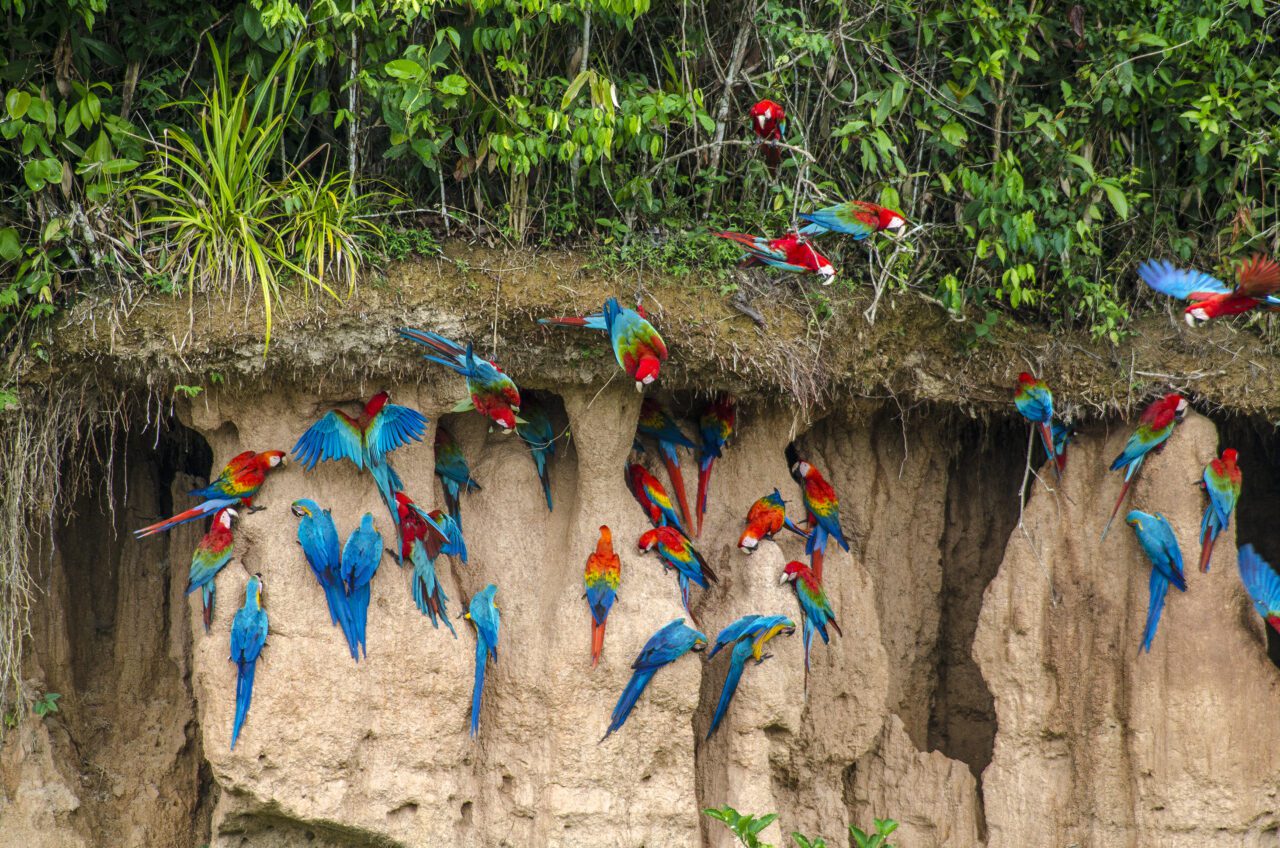 Macaws at Tambopata clay lick