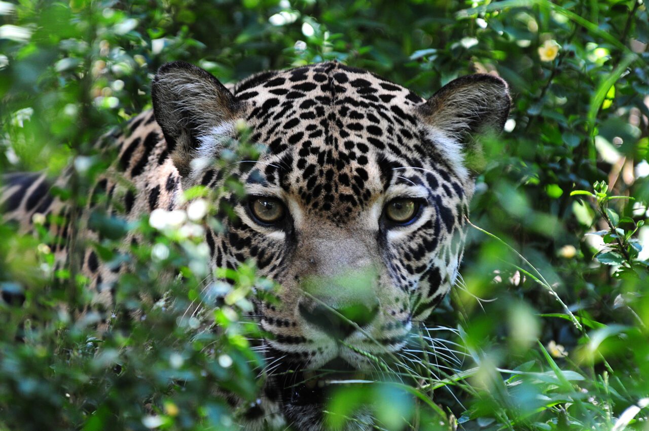 Tambopata Amazon expedition